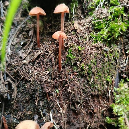 Eco-Cabana Piemonte Guasca Buitenkant foto