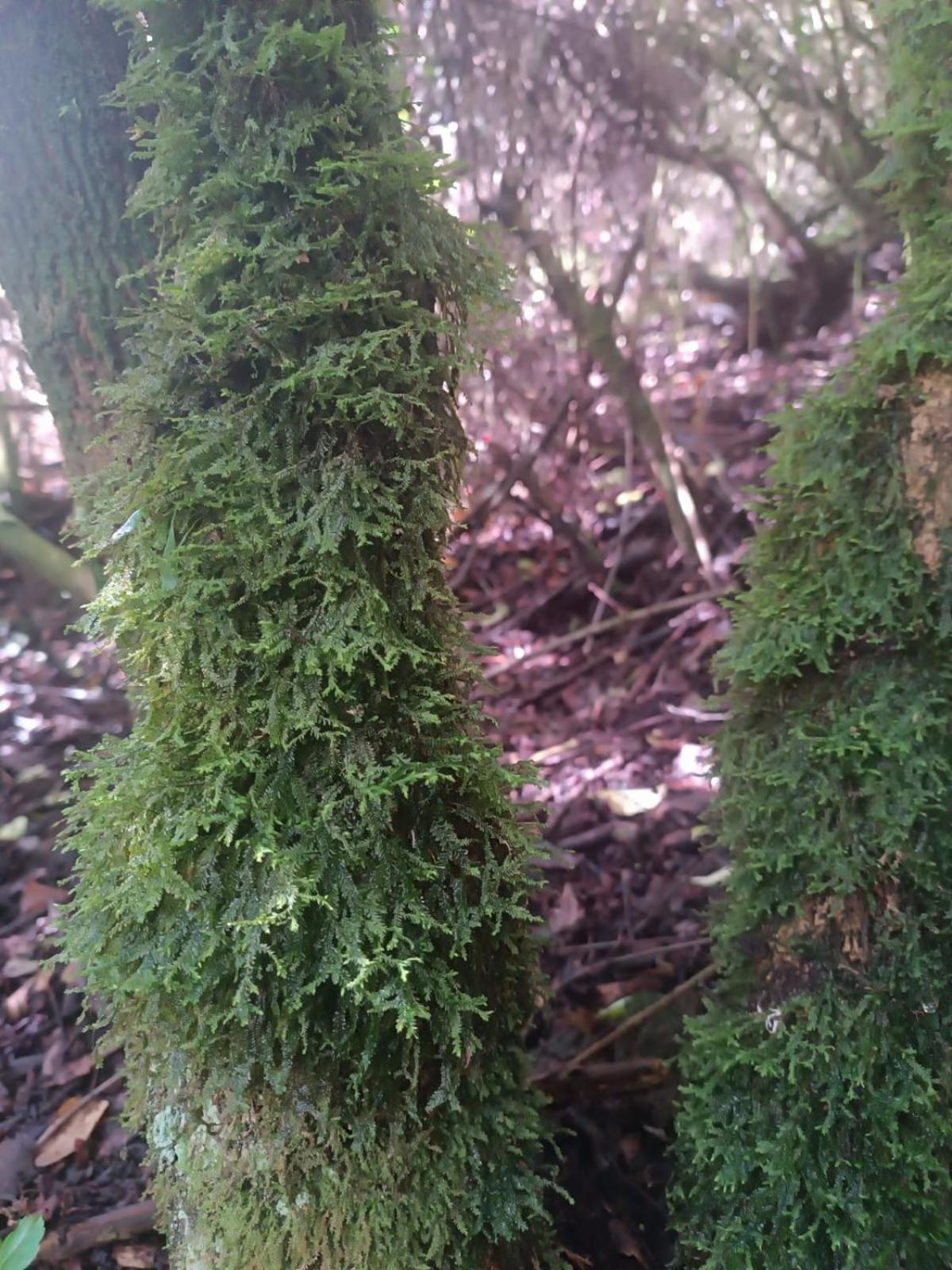 Eco-Cabana Piemonte Guasca Buitenkant foto