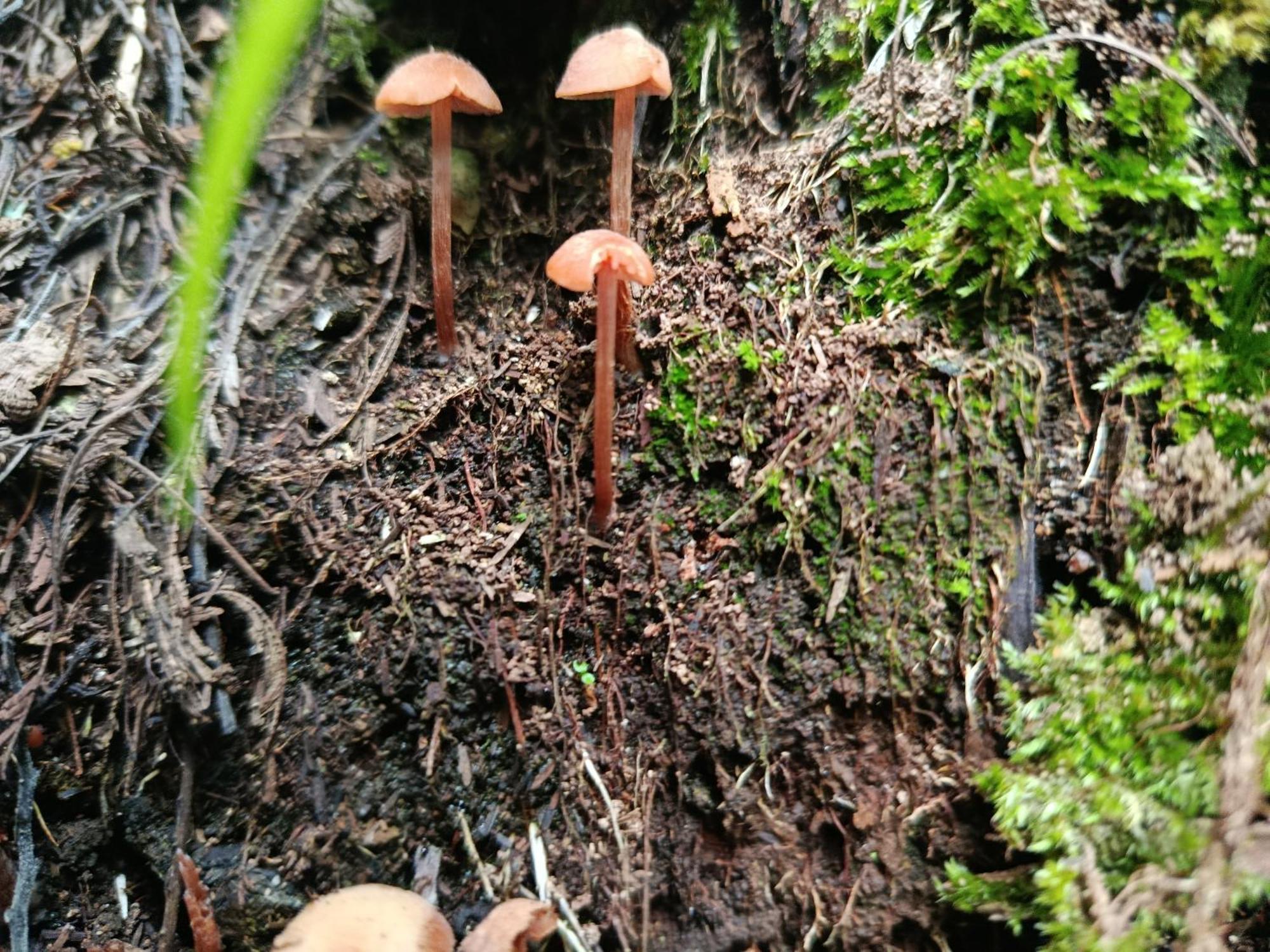 Eco-Cabana Piemonte Guasca Buitenkant foto